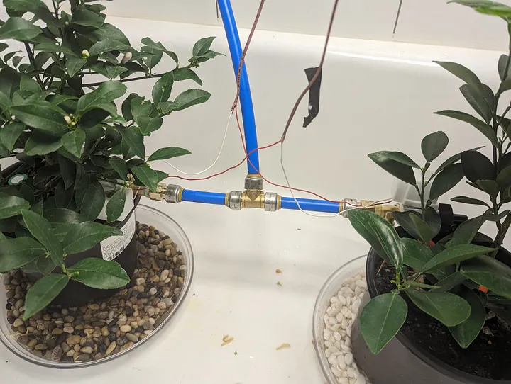 Watering setup