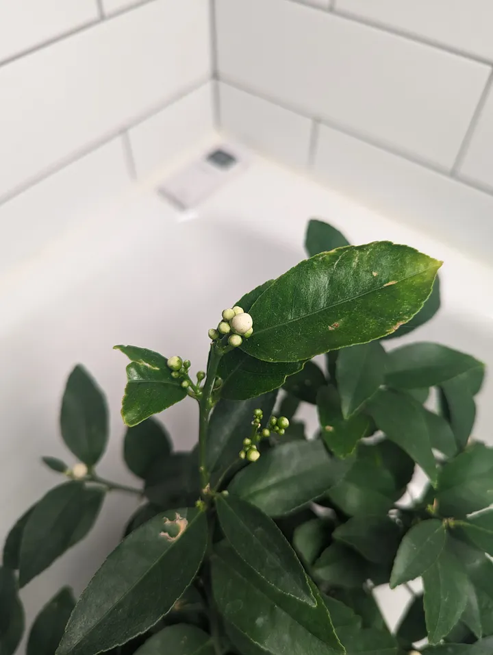 Close up on the lemon flowers